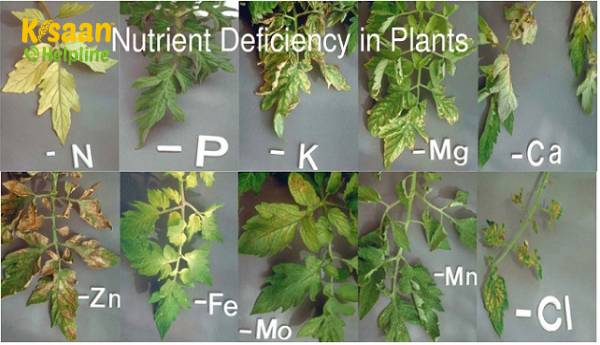 क्या आप पता लगा सकते हैं, कि आप अपने पौधे में कम या ज्यादा पोषक तत्व लगा रहे हैं? क्या आप पता लगा सकते हैं, कि आप अपने पौधे में कम या ज्यादा पोषक तत्व लगा रहे हैं?